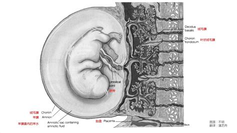胎盘是怎么形成的 年柱 納音